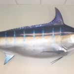 A personal touch - Blue Marlin caught by Brad Harris of Dallas Jet International